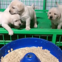精品拉布拉多双血统自家繁殖自养自销..