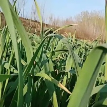 51左右蒜薹大量上市