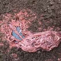 广西蚯蚓纯牛粪养殖，代办，出售种苗，技术指导，回收。