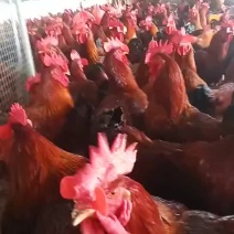 常年出售6个月散养红玉