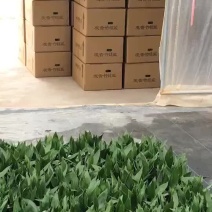 观音竹48装