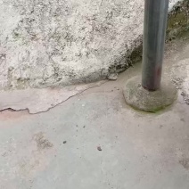 花椒苗