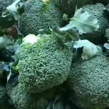 西蓝花本地长年供应各种蔬菜