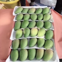 台农芒