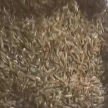 黑壳河虾，规格2/3公分，山坑螺，纽螺，价格以咨询为准*