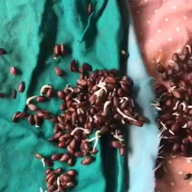 海棠种子，大量批发零售，一手货源，现货经营