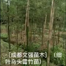细叶乌头雷竹苗，又名雷公竹，正宗细叶乌头雷竹）成都雷竹