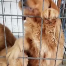 精品金毛犬双血统自建繁育自养自销