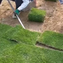 低价处理马尼拉草坪广州草坪