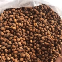 樱桃种子，马哈利种子
