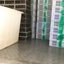 虾苗大量上货了预订中。