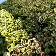 红薯苗