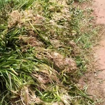 长叶苦草
