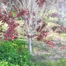 红叶李常年供应，自家苗圃，质量一二级货都有