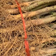 原生大红袍花椒苗油椒苗狮子头花椒苗黄盖大红袍花椒苗