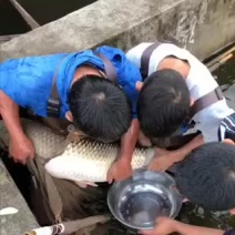 草鱼种鱼、抗病毒能力强、体型好、生长速度快
