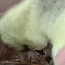 特大种狮头鹅苗大量供应