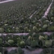 陆地甘蓝192大量上市。