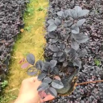 翠芦莉红继木鸭脚木黄金叶等各种地被