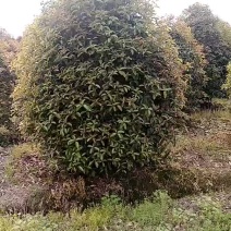 丛生地笼桂花树，各种规格的冠幅大量出售