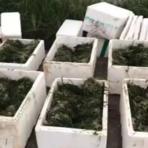 苦草