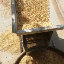大豆