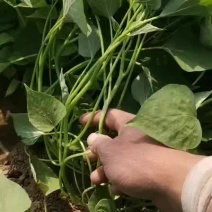 红薯苗