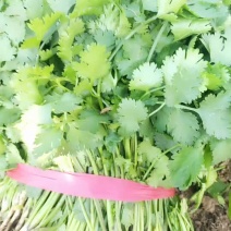 大叶香菜无苔