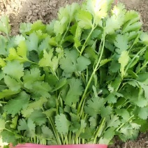 大叶精品香菜无苔