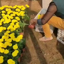万寿菊