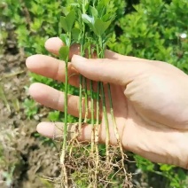 枳壳苗【可开检疫证】构橘芽苗枳壳芽苗