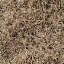 大山野生新鲜地胆头，可批发可零售，有量就有价，互利时代