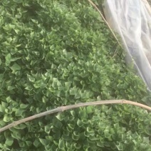 济薯26红薯苗
