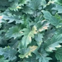 曼绿绒可视频看货大量库存运费在议