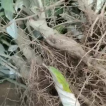 纯甜羊奶果种苗批发基地直销苗木，百利特色农业种植基地
