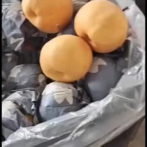 秋月梨丰水梨冰糖梨