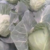 甘蓝