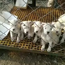 杜高犬自家繁殖自养自销，双血统疫苗