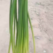 邯郸市大名县蒜薹大量上市