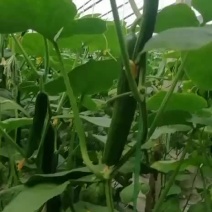 优质精品水果黄瓜