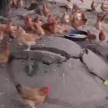 广东本地鸡