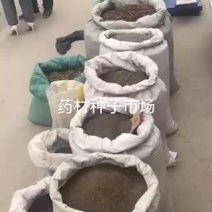 药材种子出苗率高货好