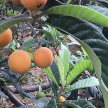 便宜大五星枇杷每日大量供应，口感甜度高果皮光滑，水分充足