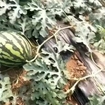 西瓜