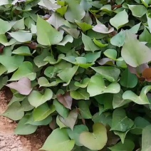 西瓜红红薯苗万亩育苗基地