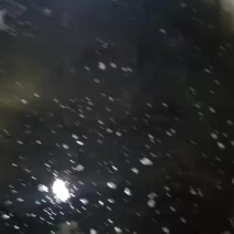 野埃及鱼质量保证