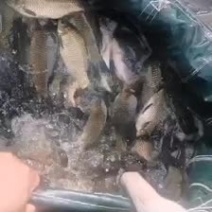 黄金鲫低价大量出售，规格齐全