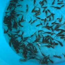 黄骨鱼