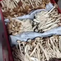 茶树菇