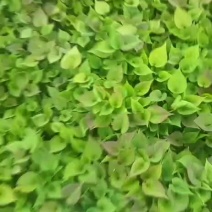 红薯苗早峰，烟薯二十五，西瓜红